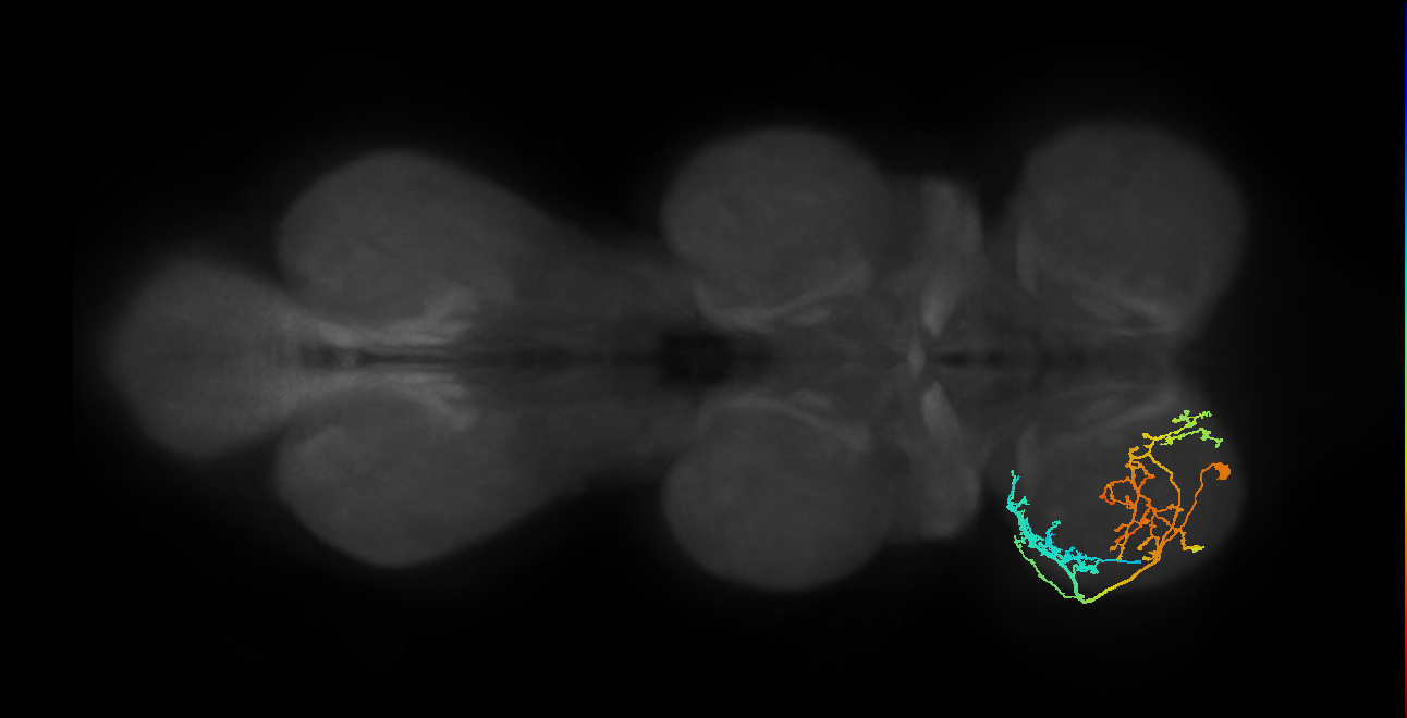 IN17A057_T1_L (MANC:21491)