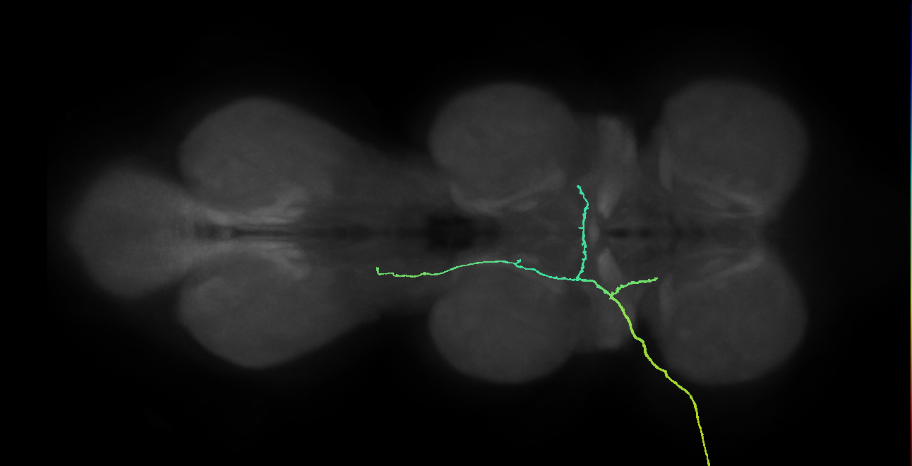 SNppxx_ADMN_L (MANC:21508)