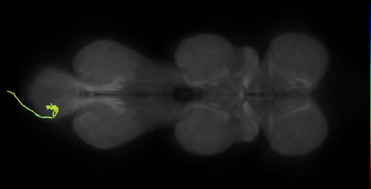 SNxx06_AbNT_L (MANC:21522)