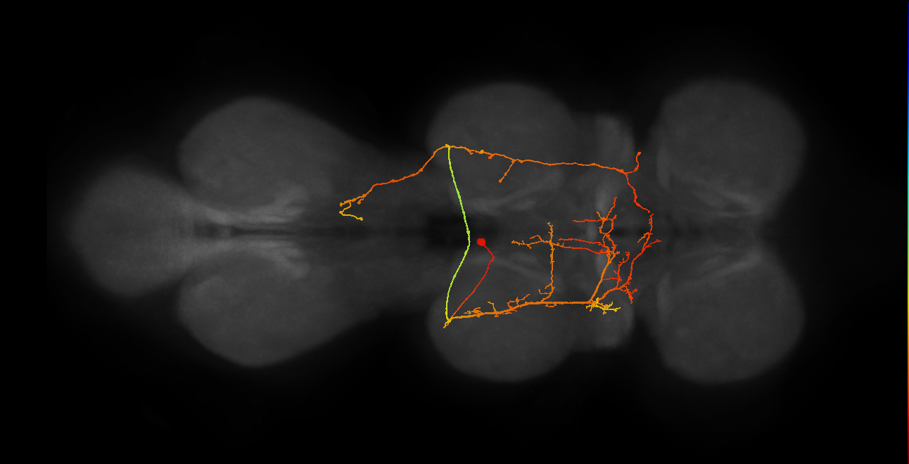 IN19B070_T2_L (MANC:21538)