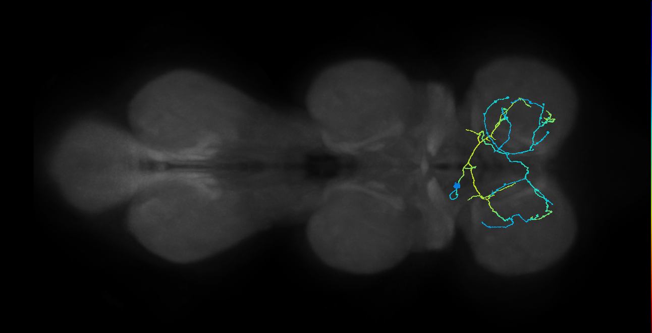 IN12B014_T1_L (MANC:21544)