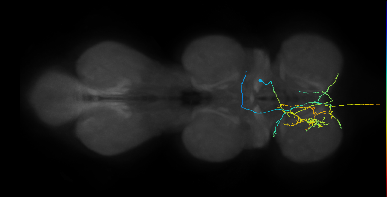 AN12B017_T1_R (MANC:21549)