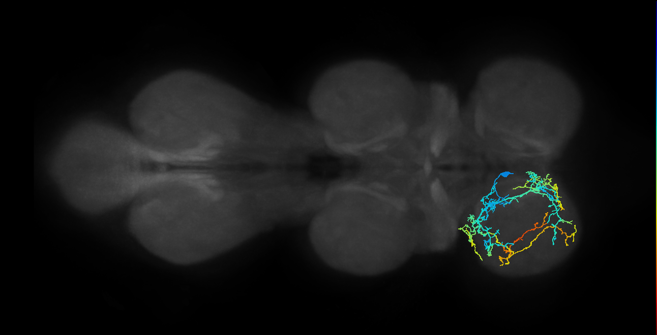 IN04B039_T1_L (MANC:21567)