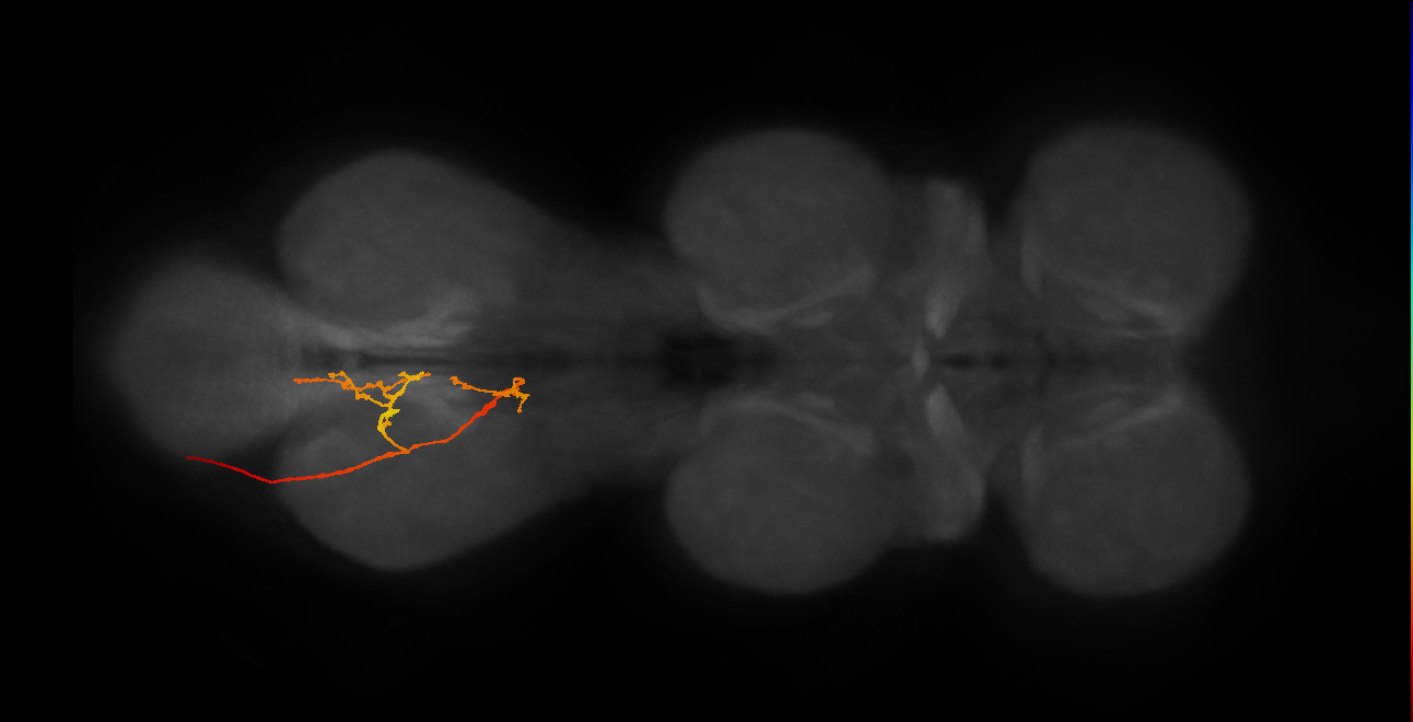 SNxx18_AbN2_L (MANC:21568)