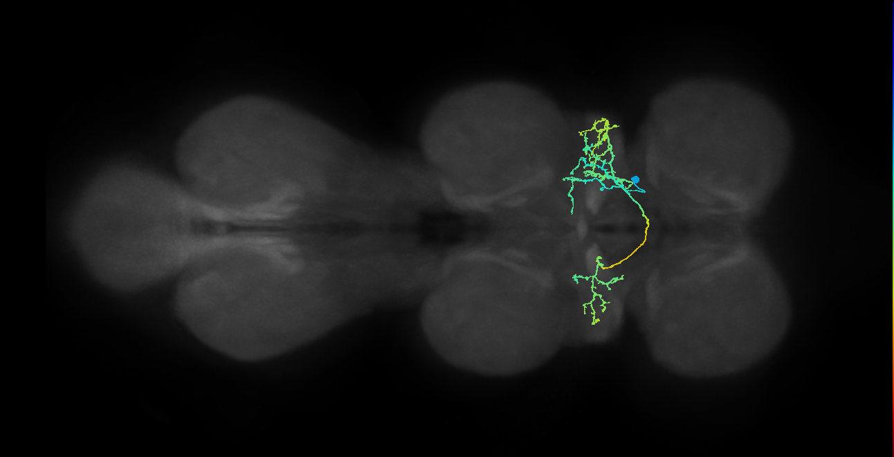 IN06B077_T1_R (MANC:21635)
