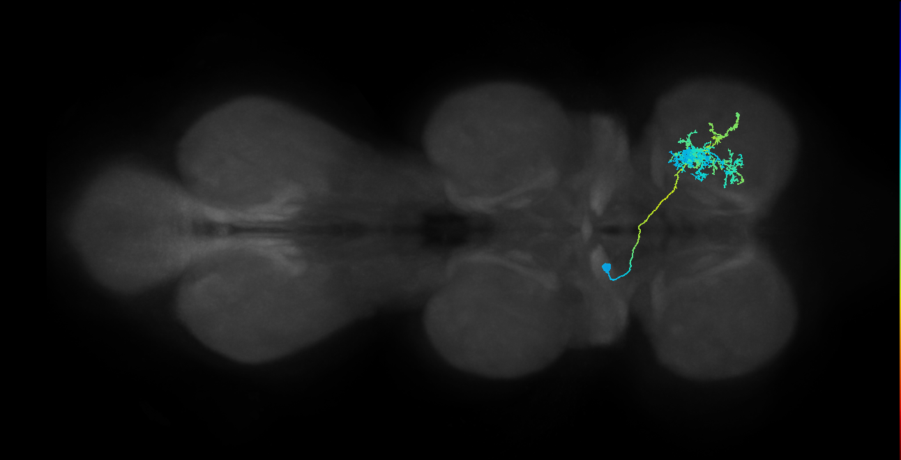IN12B015_T1_L (MANC:21648)