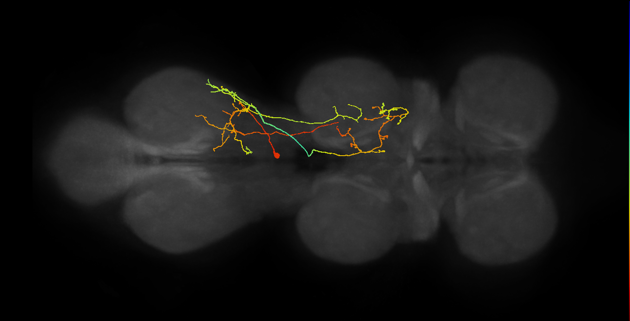 IN17A076_T3_R (MANC:21663)