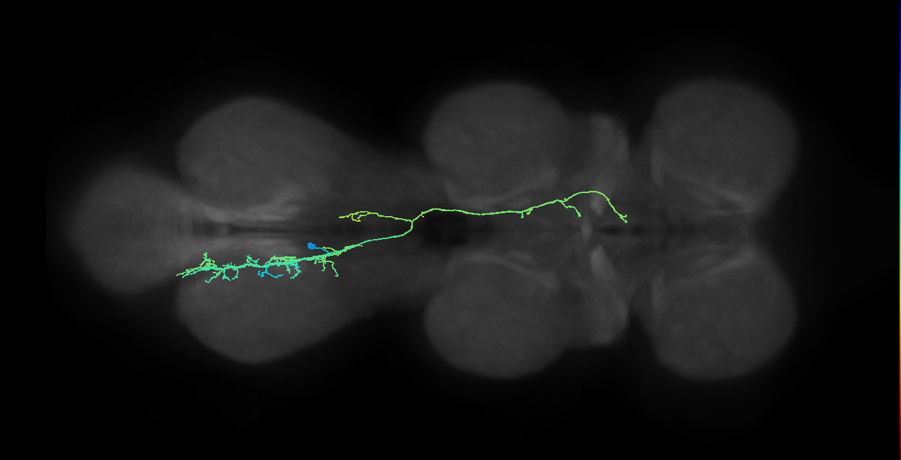 IN10B007_T3_L (MANC:21743)