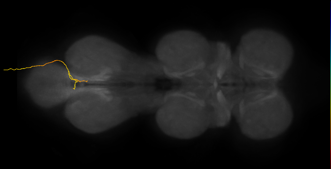 SNxx02_AbN4_R (MANC:21765)