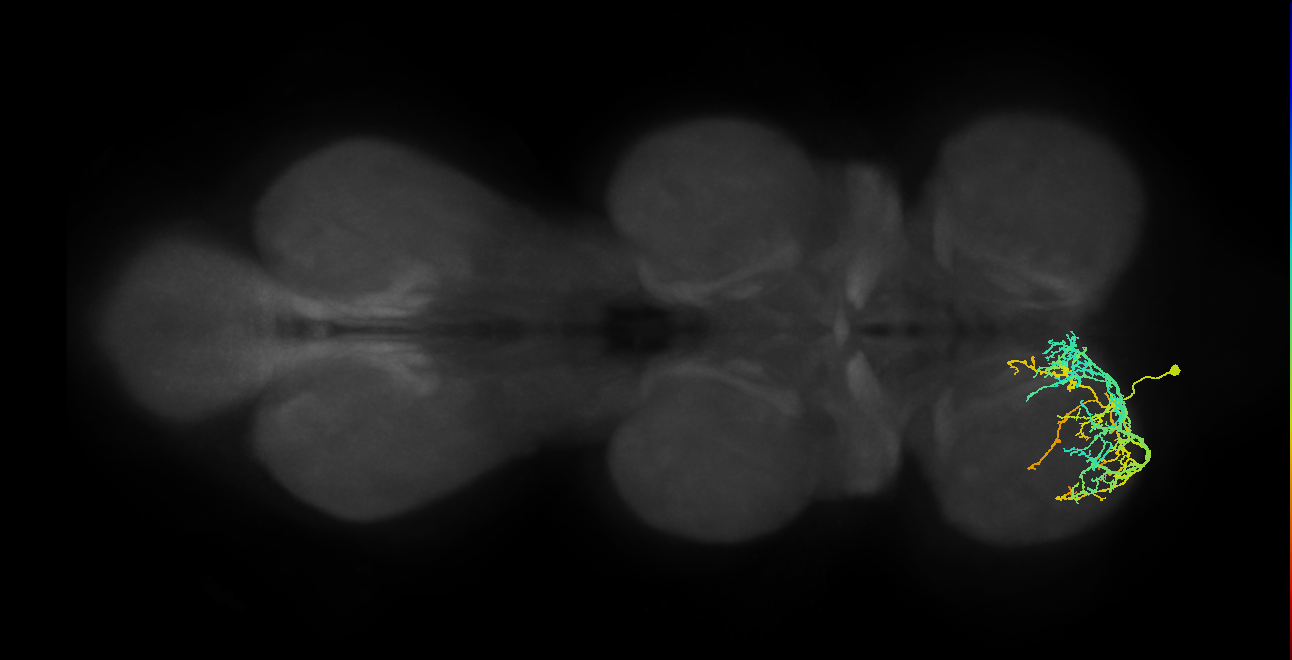 IN16B011_T1_L (MANC:21771)