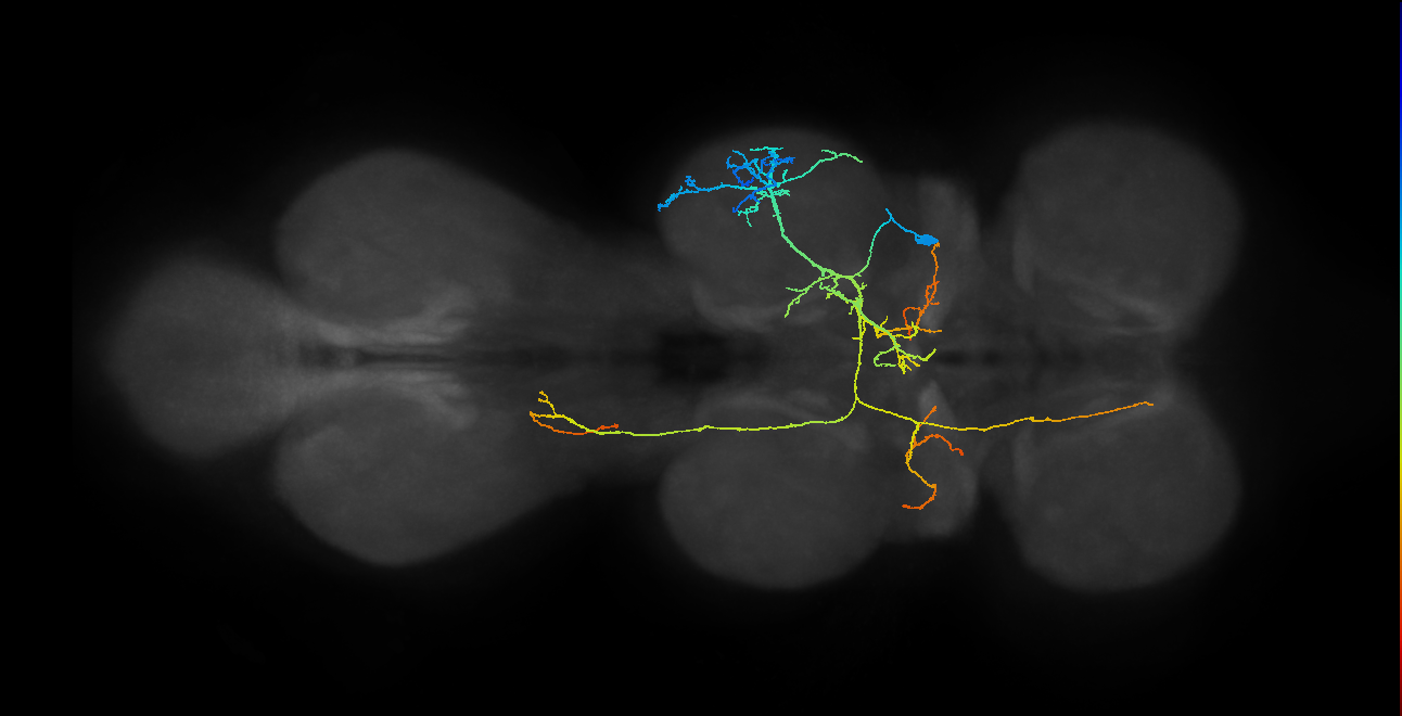 IN07B065_T2_R (MANC:21809)