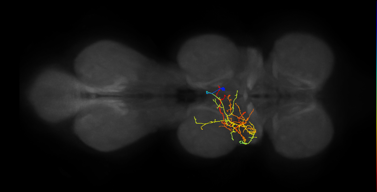 IN06B065_T2_R (MANC:21819)