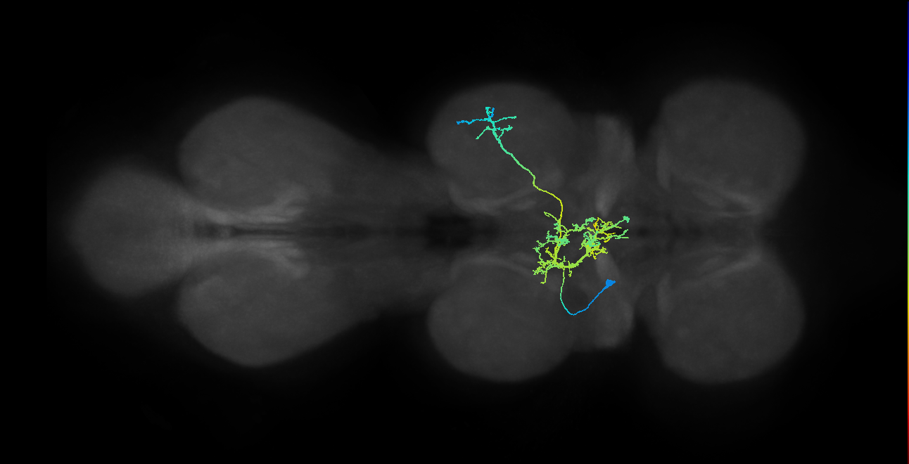 IN07B060_T2_L (MANC:21833)
