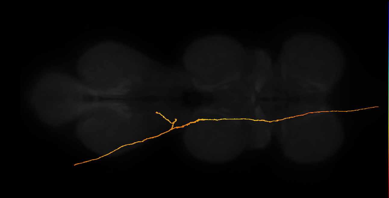 Male Adult Nerve Cord (MANC) connectome neurons, 