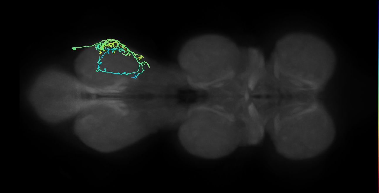 IN09A023_T3_R (MANC:21890)