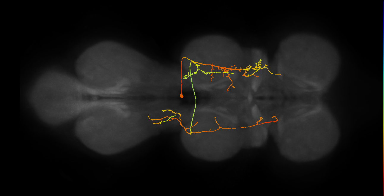 IN19B063_T2_R (MANC:21946)