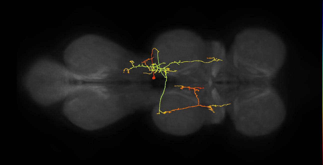 IN19B078_T2_R (MANC:21966)