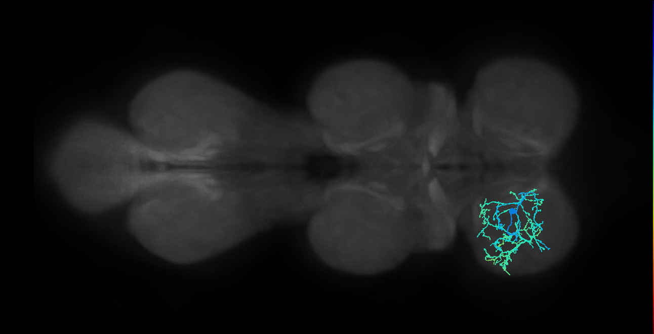 IN01B004_T1_L (MANC:22012)