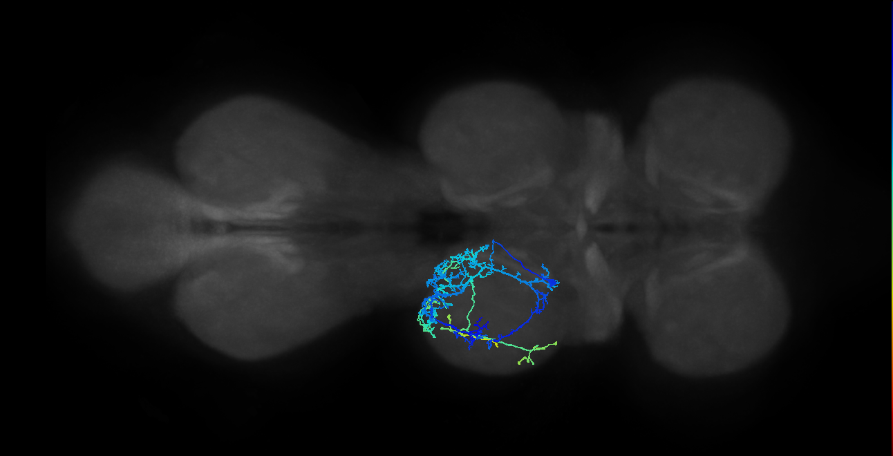 IN04B039_T2_L (MANC:22014)