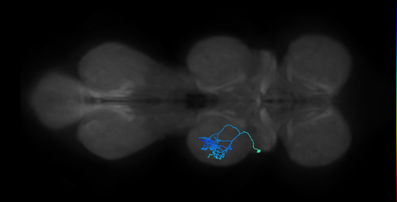 IN09A024_T2_L (MANC:22025)