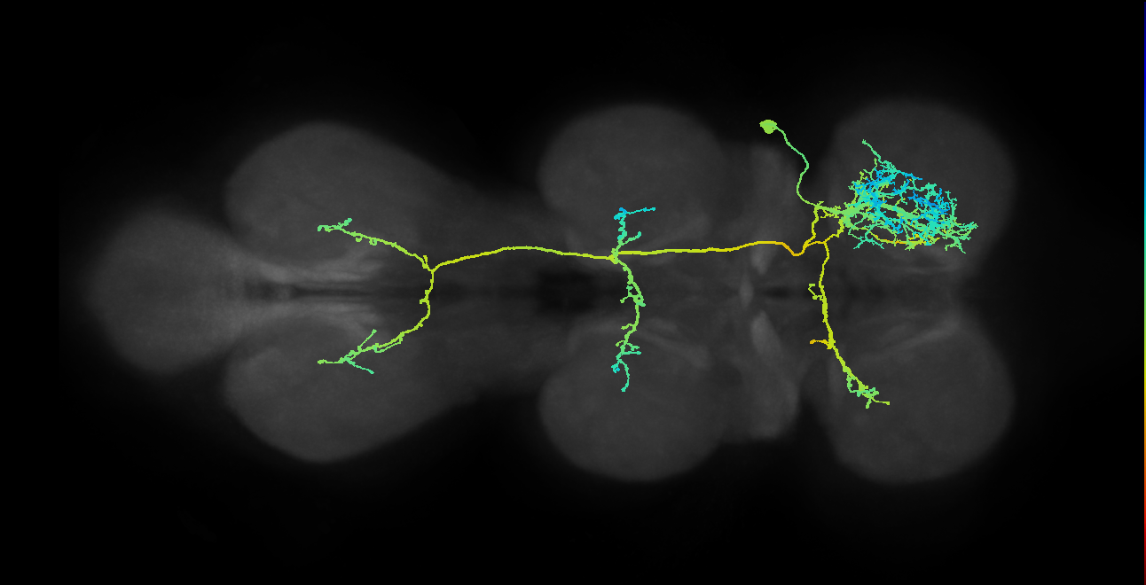IN03B018_T1_R (MANC:22036)