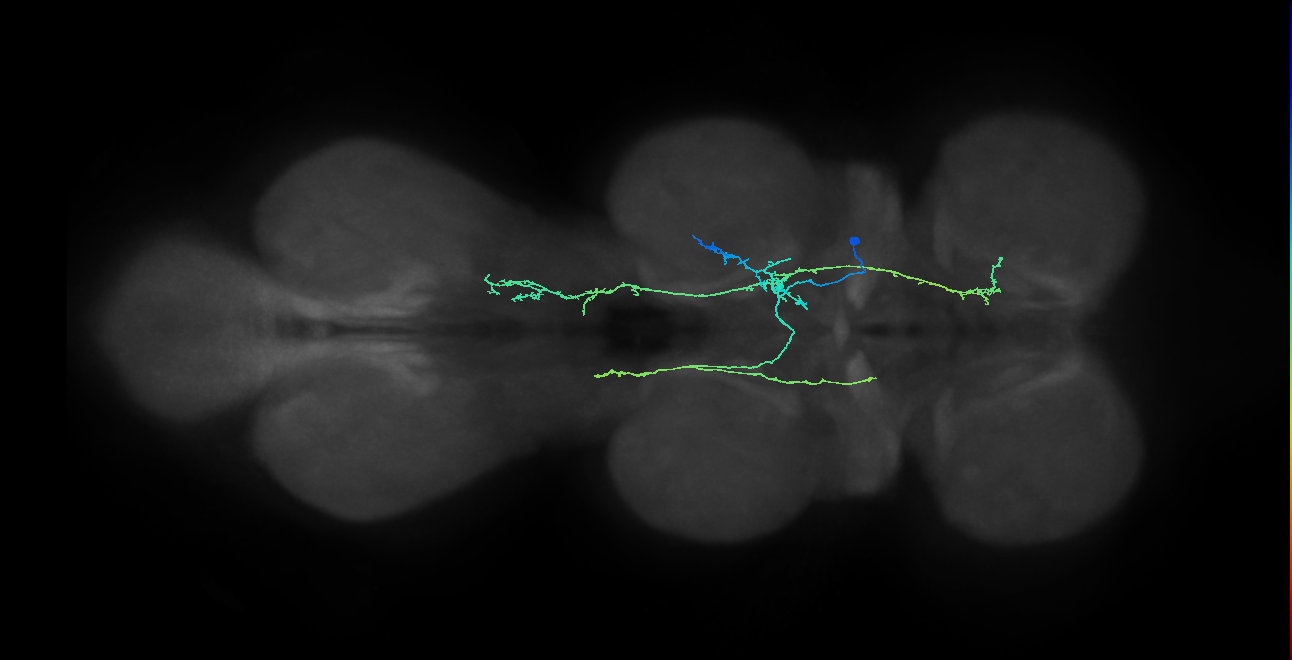 IN10B017_T2_R (MANC:22065)