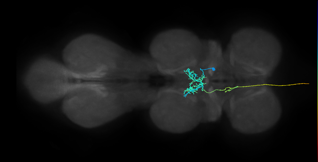 AN10B008_T2_R (MANC:22087)