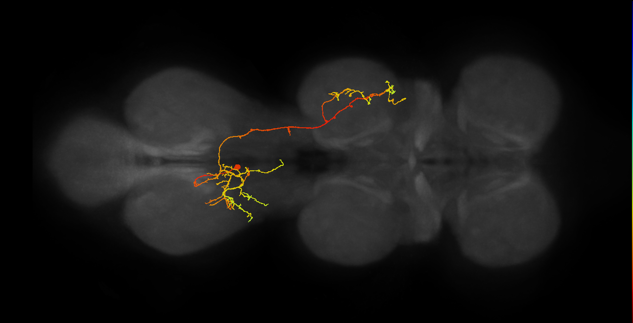 IN19B076_A1_L (MANC:22116)