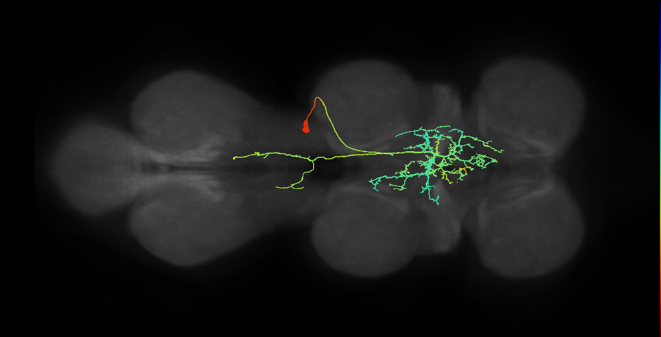 IN11A013_T2_R (MANC:22120)
