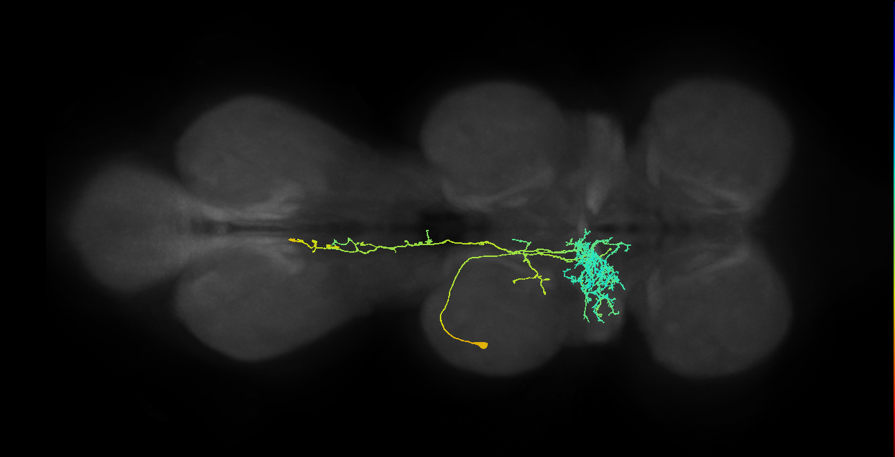 IN11A020_T2_L (MANC:22122)