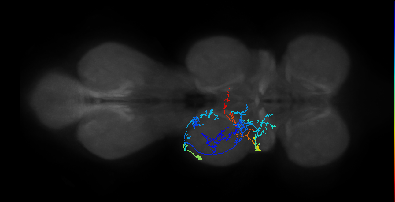 IN19A018_T2_L (MANC:22130)