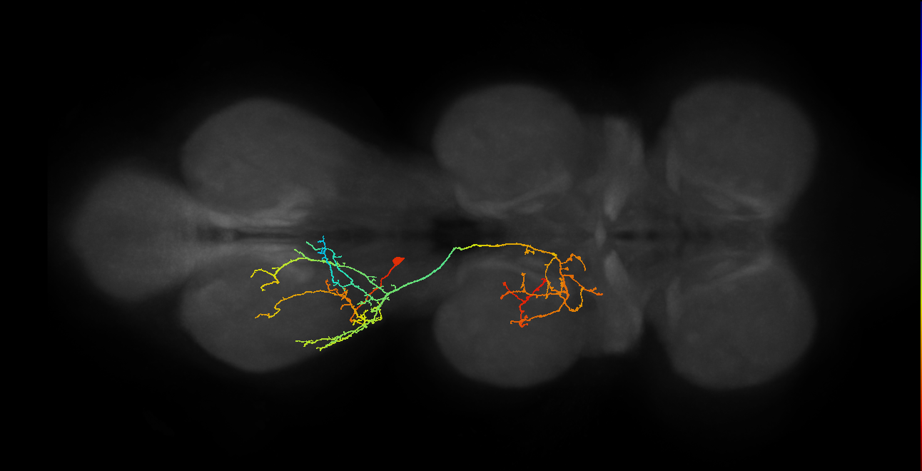 IN17A072_T3_L (MANC:22133)