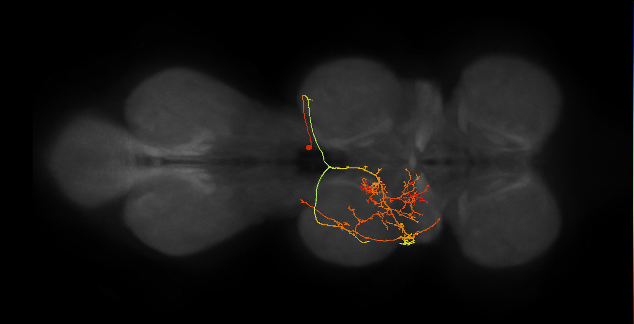 IN19B072_T2_R (MANC:22176)