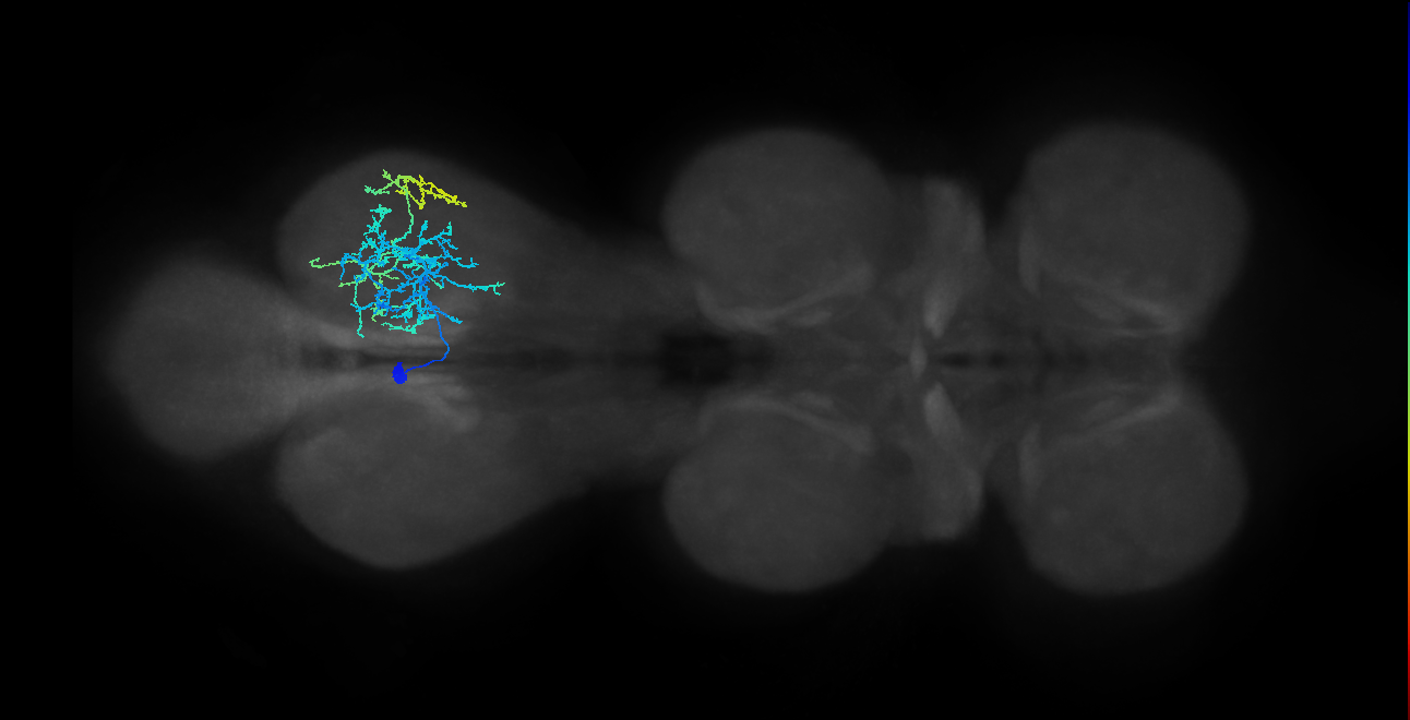IN13B025_T3_L (MANC:22181)