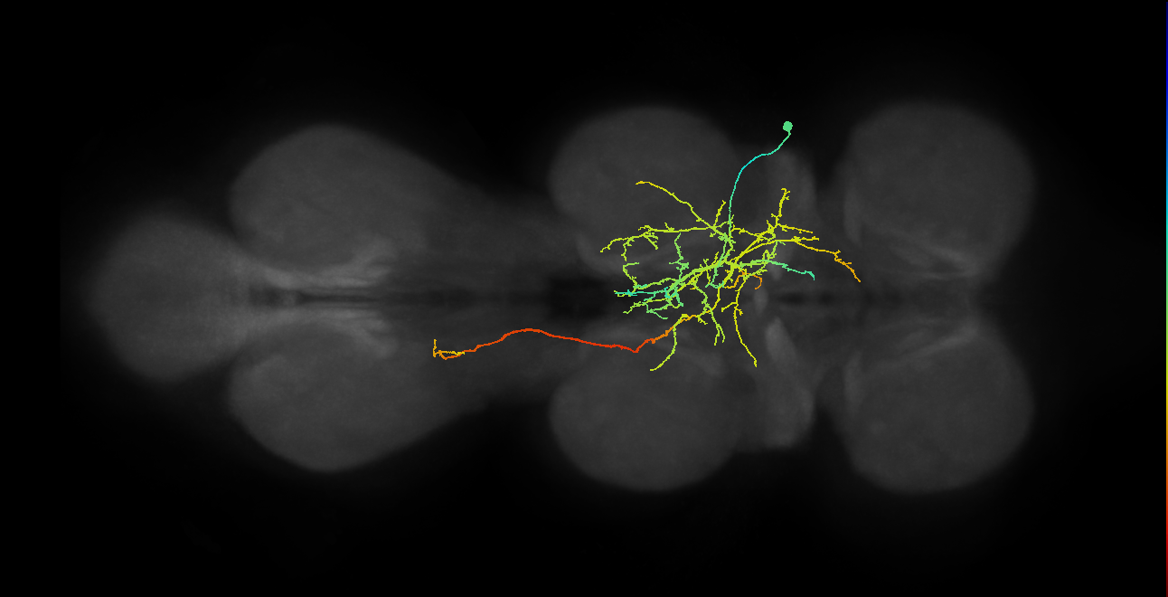 IN08B096_T2_R (MANC:22182)