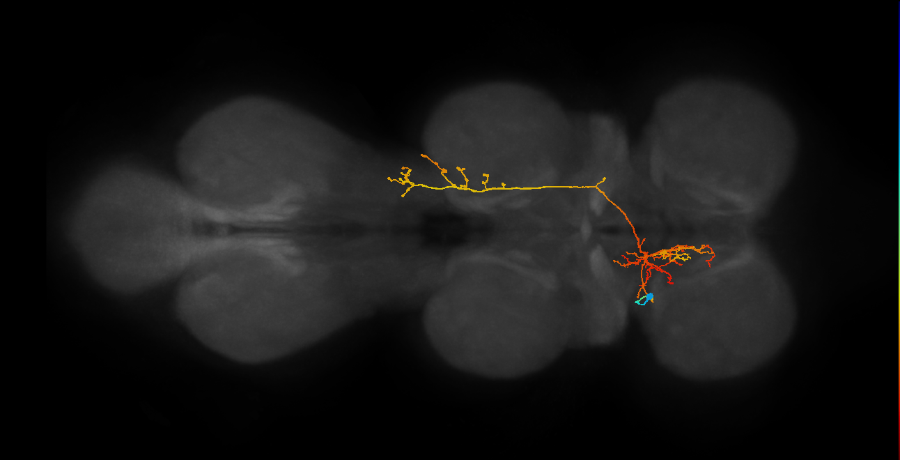 IN06A062_T1_L (MANC:22196)