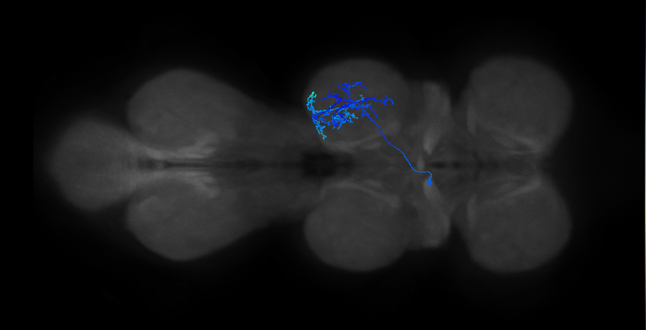 IN13B027_T2_L (MANC:22233)