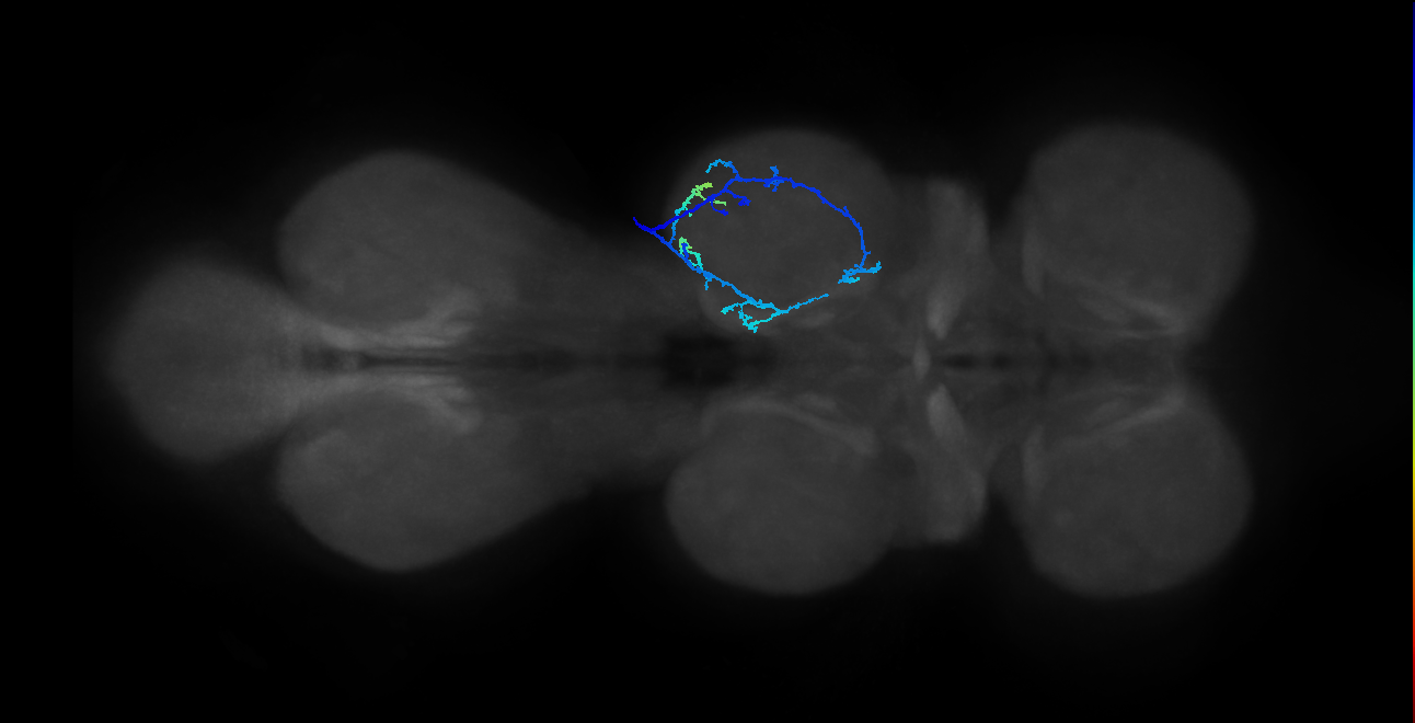 SNppxx_MesoLN_R (MANC:22271)