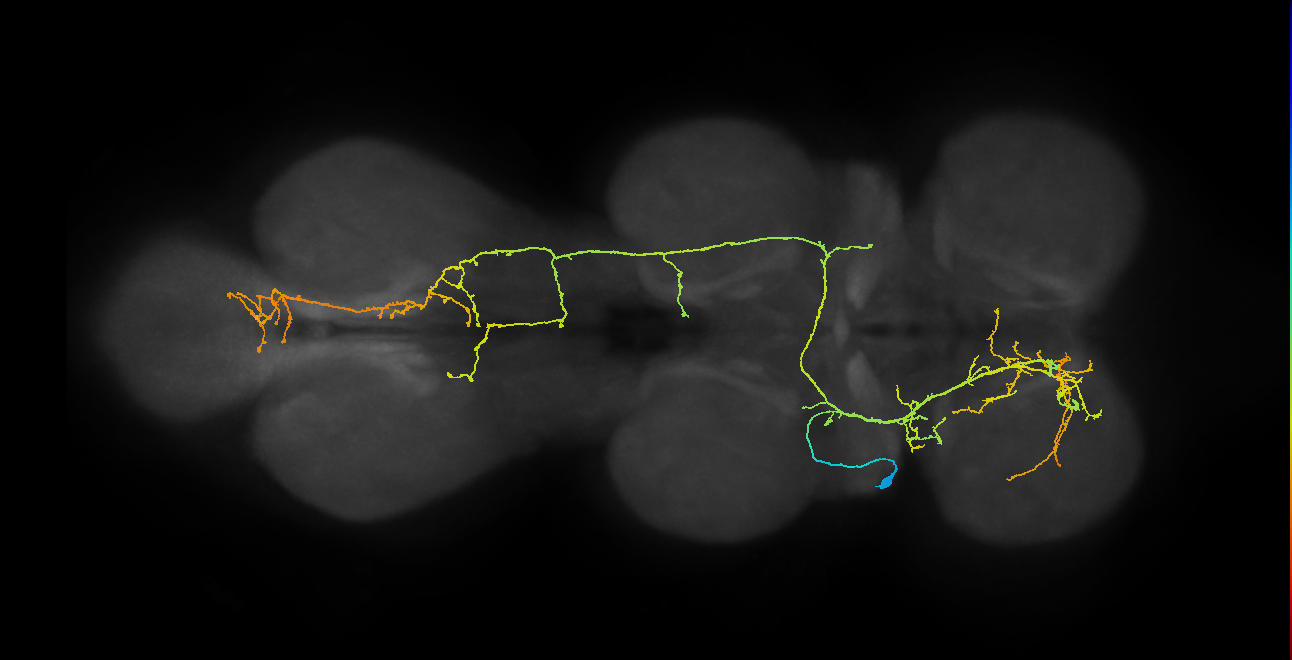IN08B067_T2_L (MANC:22312)