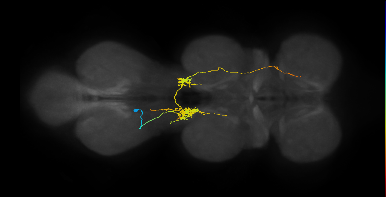 IN07B059_T3_L (MANC:22317)