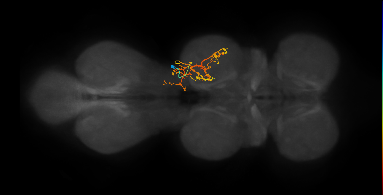 IN03B058_T2_R (MANC:22328)