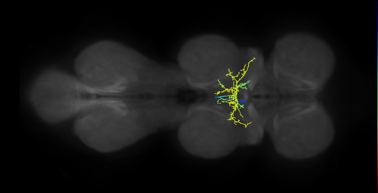 IN00A063_T2_M (MANC:22343)