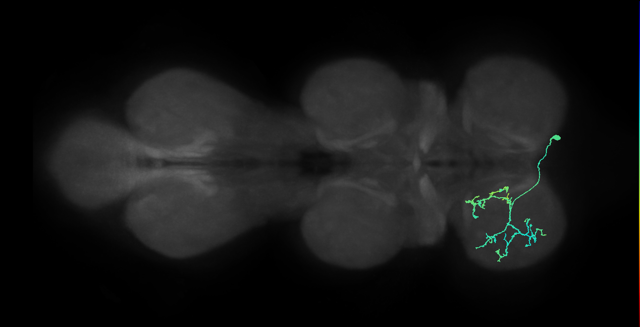 IN14A007_T1_R (MANC:22367)