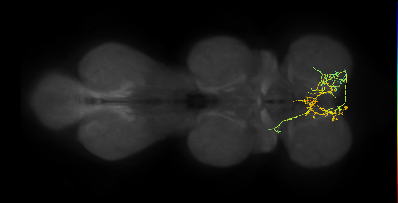 IN01A066_T1_L (MANC:22391)