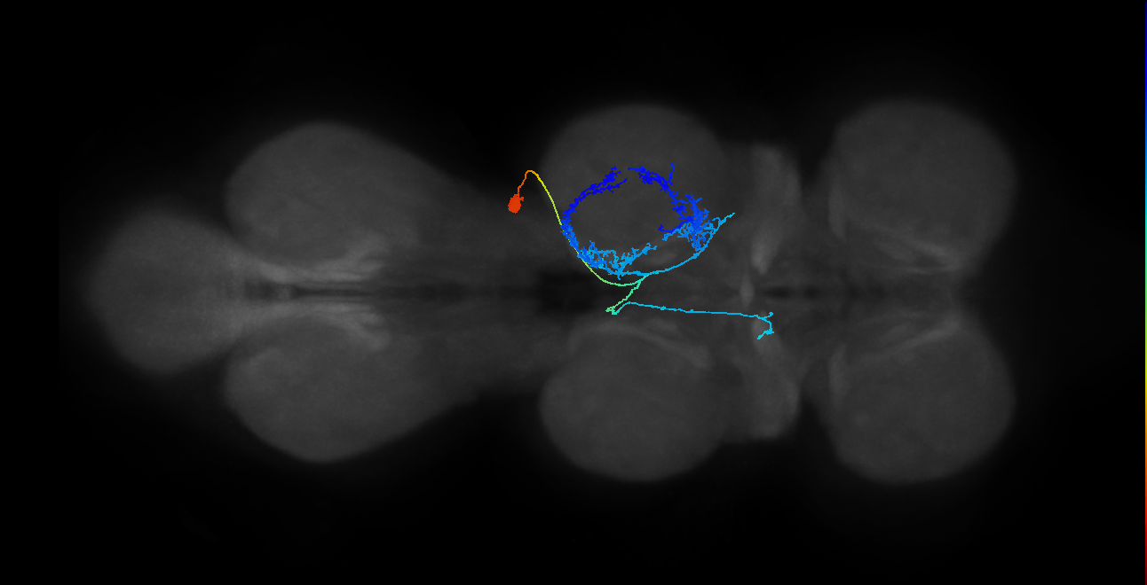 IN23B019_T2_R (MANC:22432)