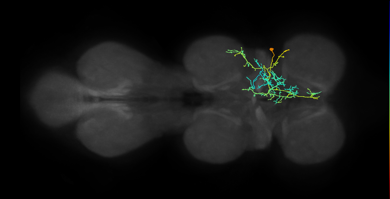 IN11A015_T1_R (MANC:22466)