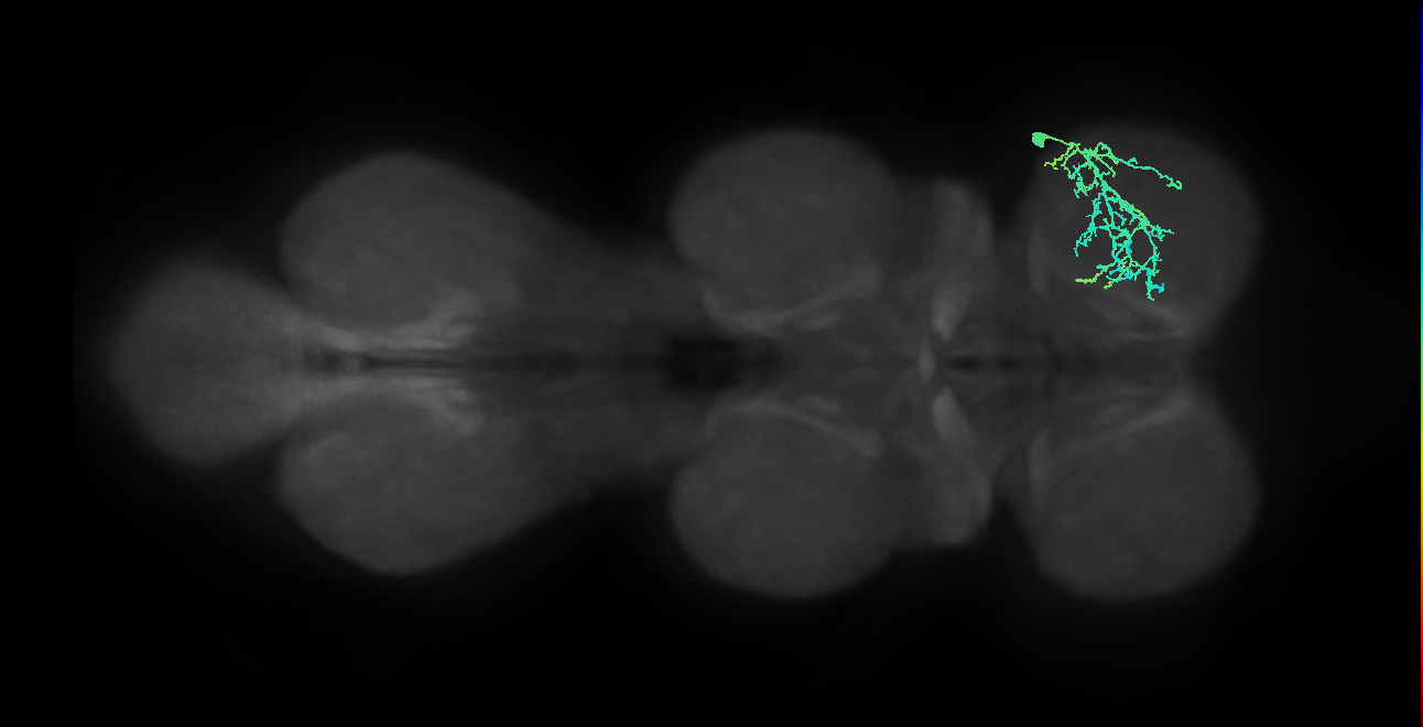 IN20A.22A024_T1_R (MANC:22485)