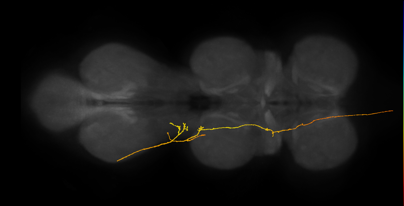 SAppxx_DMetaN_L (MANC:22495)