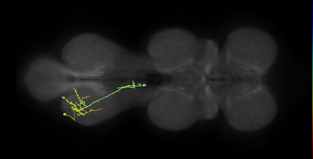 IN19A037_T3_L (MANC:22504)