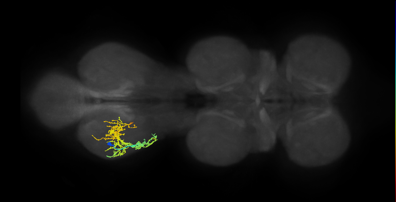 IN16B013_T3_L (MANC:22510)